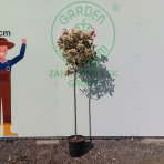 Červienka Fraserova (Photinia × fraseri) ´RED ROBIN´ - výška 160-170 cm, kont. C12L - NA KMIENKU